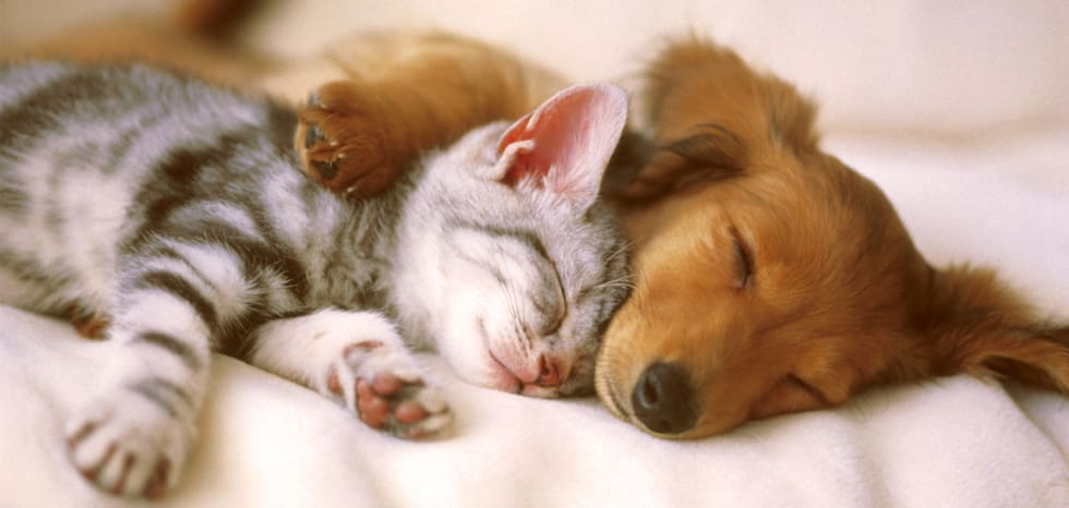 pet friendly pet friendly